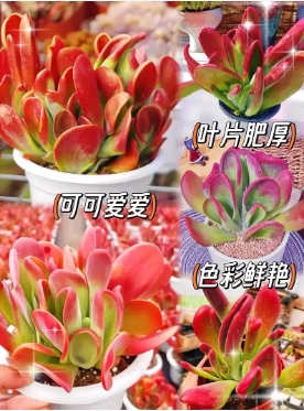 火狐狸多肉冬天耐寒吗