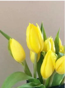 黄色郁金香花语和寓意是什么？是凶花还是吉花？