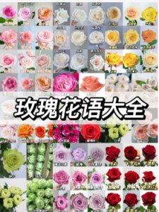 玫瑰花花语大全寓意是什么？适合送给哪些人？