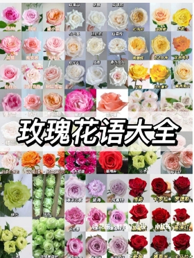 玫瑰花花语大全寓意是什么