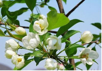 梨树先开花还是先长叶？几年开花几年结果？