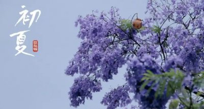 蓝楹花和蓝花楹区别在哪？蓝花楹和蓝楹花是一种花吗？