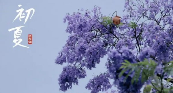 蓝楹花和蓝花楹区别在哪