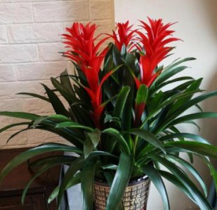 适合客厅的风水植物推荐 客厅放什么植物好风水又好养？