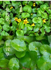 铜钱草开花寓意什么兆头？风水禁忌有哪些？