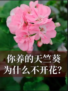 天竺葵不开花是什么原因？怎么补救？