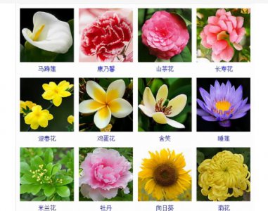 世界上有多少种花？分别叫什么名字？