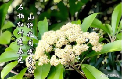 石楠花的花语和寓意是什么？送给人代表哪些？