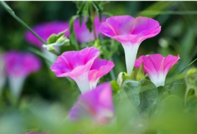 牵牛花几点开花几点合上？为什么不吉利？