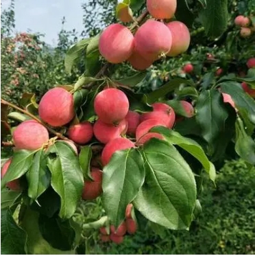 苹果产地主要在哪个省