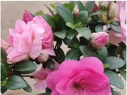 鹃之舞杜鹃花好养吗