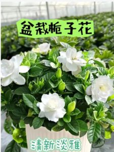 栀子花室内好养活吗？有什么小窍门？