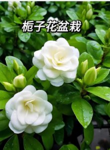 栀子花是喜阴还是喜阳的植物？如何养护？