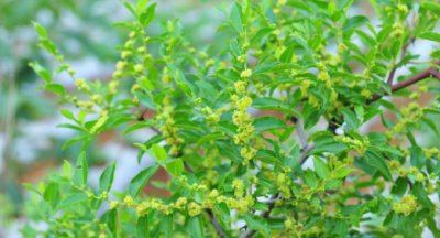 枣树花果时间及年度频率探讨 枣树几月开花结果？一年开几次？