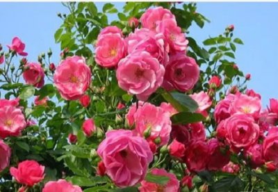 月季花一年开几次花？花期多长时间？