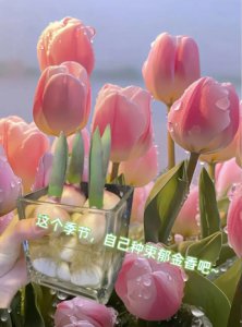 郁金香的寓意和象征风水是什么？可以随便送人吗？