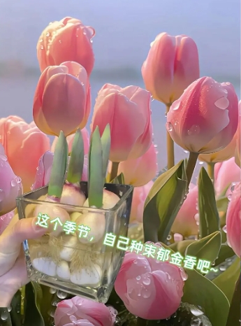 郁金香的寓意和象征风水是什么