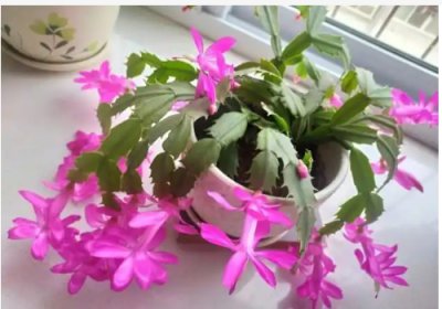 蟹爪兰什么时候开花？一年可以开几次？