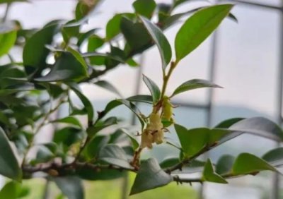 小叶紫檀开花预示着什么兆头？怎么养护？