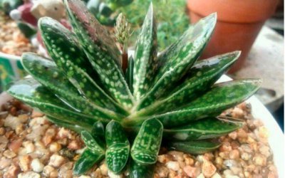 子宝多肉植物怎么养？注意事项有哪些？