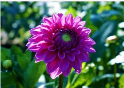 象征勇气与自信的花卉有哪些？ 象征着勇敢和自信的花有哪些？
