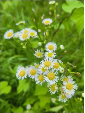 一年蓬的花语是什么