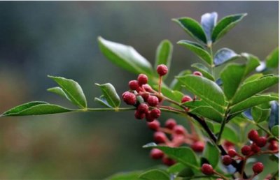花椒树什么时候发芽开花？一般需要多久时间？