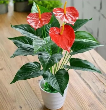 红掌寓意及花语是什么