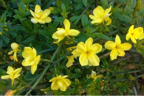 和迎春花相似的花叫啥名字