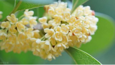 桂花的别称雅称有哪些？分别代表什么含义？
