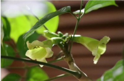 发财树开花是什么预兆？封建迷信有哪些说法？