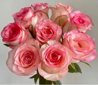 爱莎玫瑰花语是什么意思？适合送给哪些人？