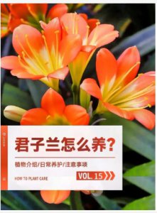 君子兰多久开花一次？一般是在几月份？