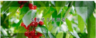 车厘子几月开花结果？一年开几次？