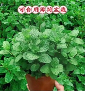 薄荷驱蚊子吗？什么植物驱蚊效果好？