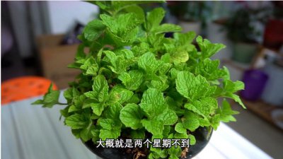 薄荷开花意味着什么？是好兆头吗？