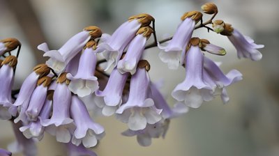 梧桐花的花语和寓意是什么？代表哪些含义？