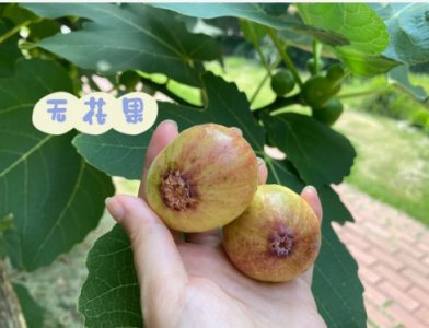 无花果多久能成熟采摘？一般是几月份？