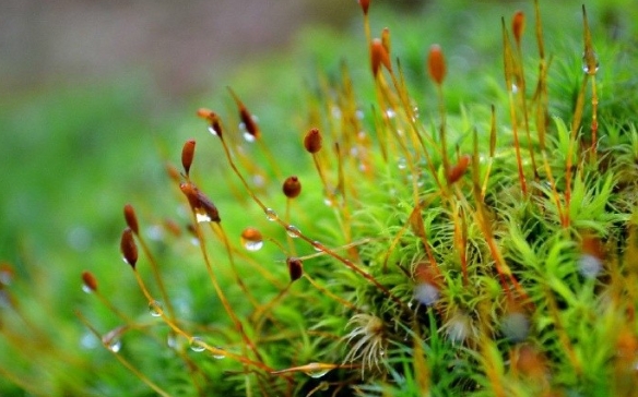 苔花象征什么精神品质