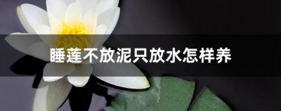 睡莲不放泥只放水怎样养？可以一直泡水里吗？