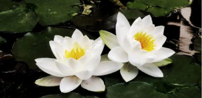 睡莲白天开放晚上闭合吗？早晚的不同状态有哪些？
