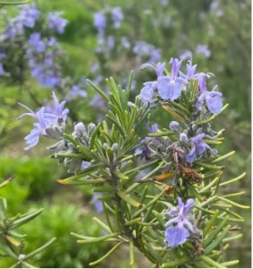 迷迭花花语是什么？寓意和象征有哪些？