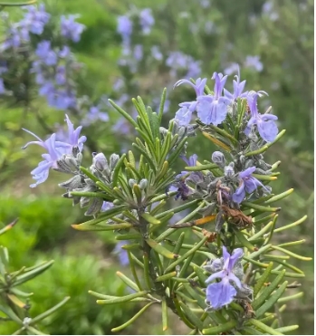 迷迭花花语是什么