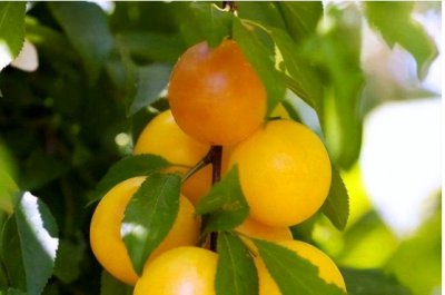 梅子黄时是什么季节？一般几月份成熟？