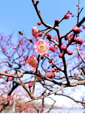 梅花什么季节开放
