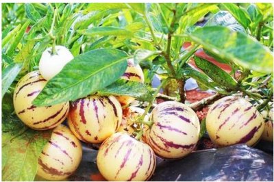 人参果什么时候开花结果？一年结几次？