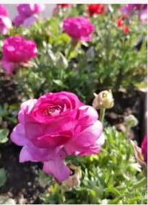 芹叶牡丹一年开几次花？花期是多久？