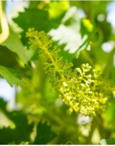 葡萄花期是什么时候？ 葡萄开花吗？一般什么时候开花？