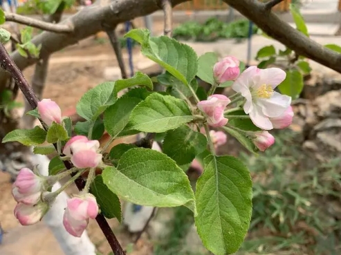苹果是什么季节开的水果