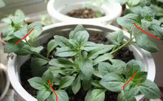 不同类型的矮牵牛